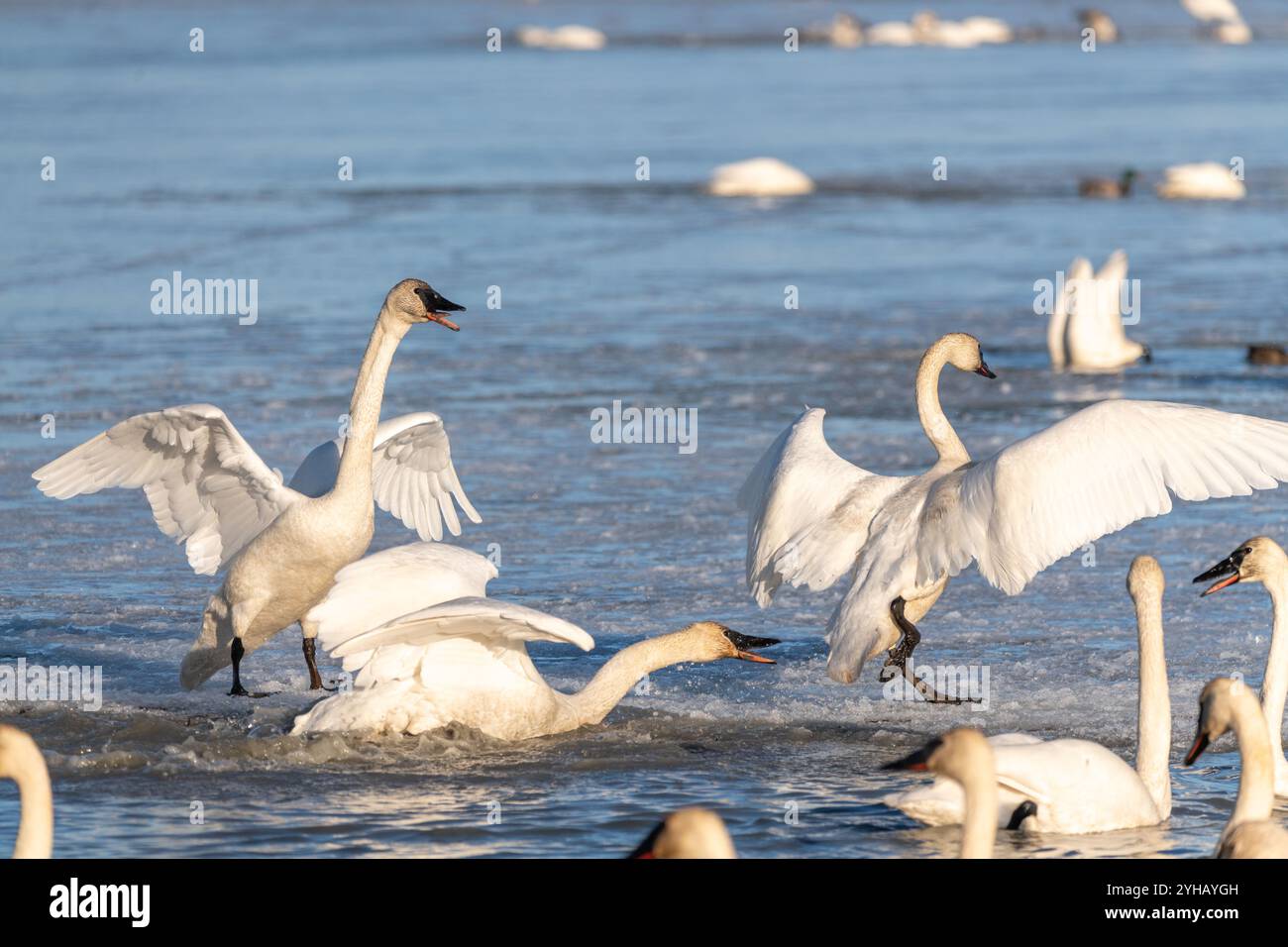 Petit troupeau de cygnes blancs se rassemblant sur une rivière partiellement gelée, lac dans le nord du Canada en avril. Un cygne battant des ailes avec les autres debout. Banque D'Images