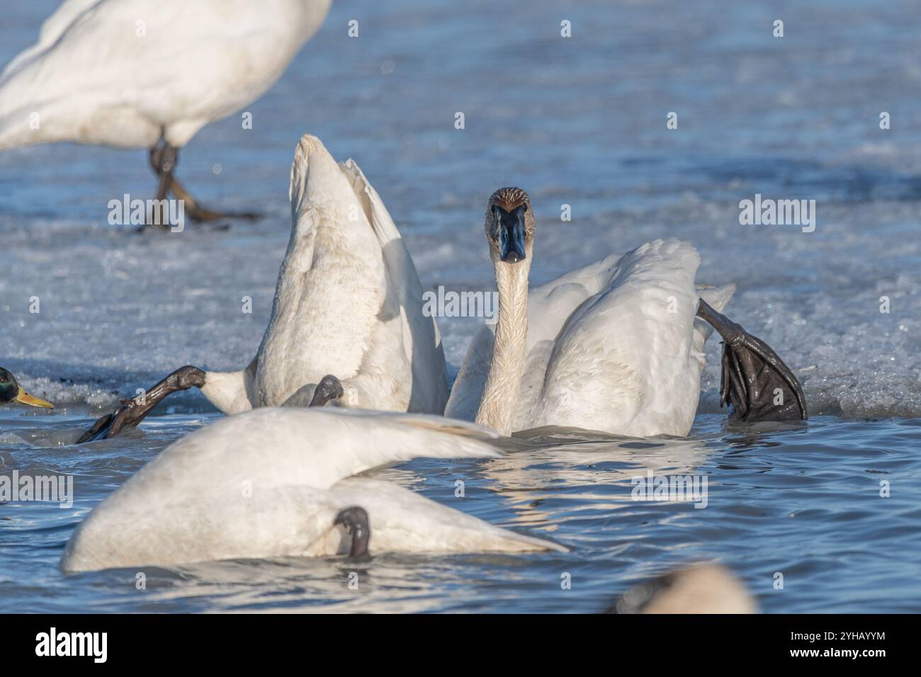 Cygnes trompettistes sur leur migration annuelle de la Californie à la mer de Béring au large de la côte de l'Alaska. Photo prise à Marsh Lake, territoire du Yukon. Banque D'Images