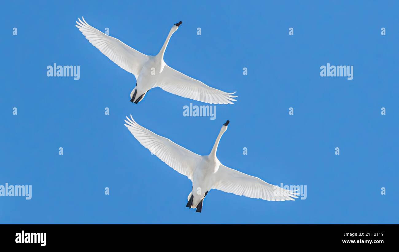 Cygnes trompettistes blancs de l'Arctique volant à travers un paysage de printemps du nord du Canada en avril sur leur chemin vers les aires de reproduction de la mer de Béring. Banque D'Images