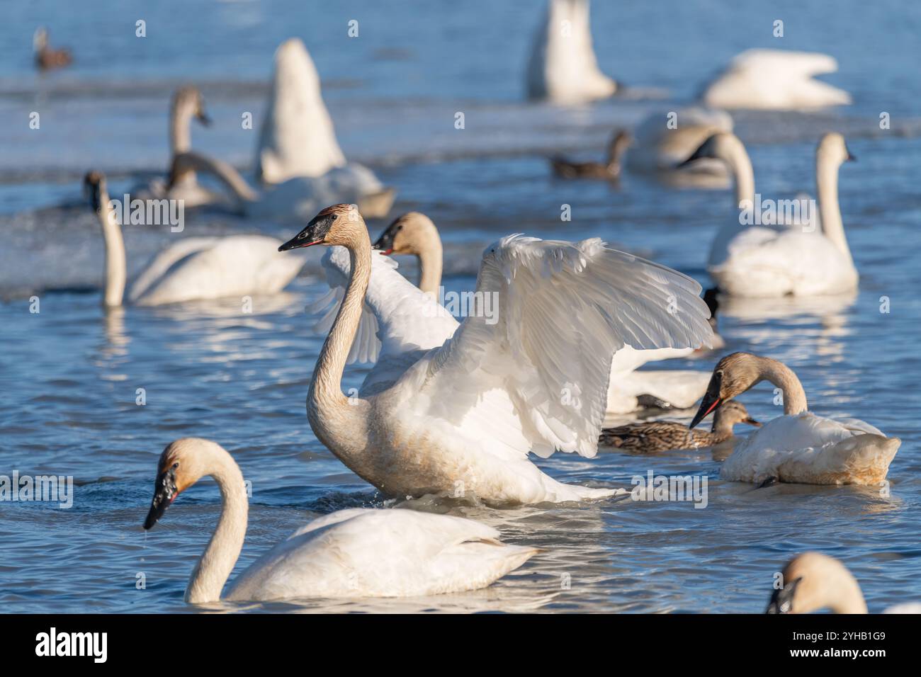 Petit troupeau de cygnes blancs se rassemblant sur une rivière partiellement gelée, lac dans le nord du Canada en avril. Prise à Marsh Lake, territoire du Yukon. Banque D'Images