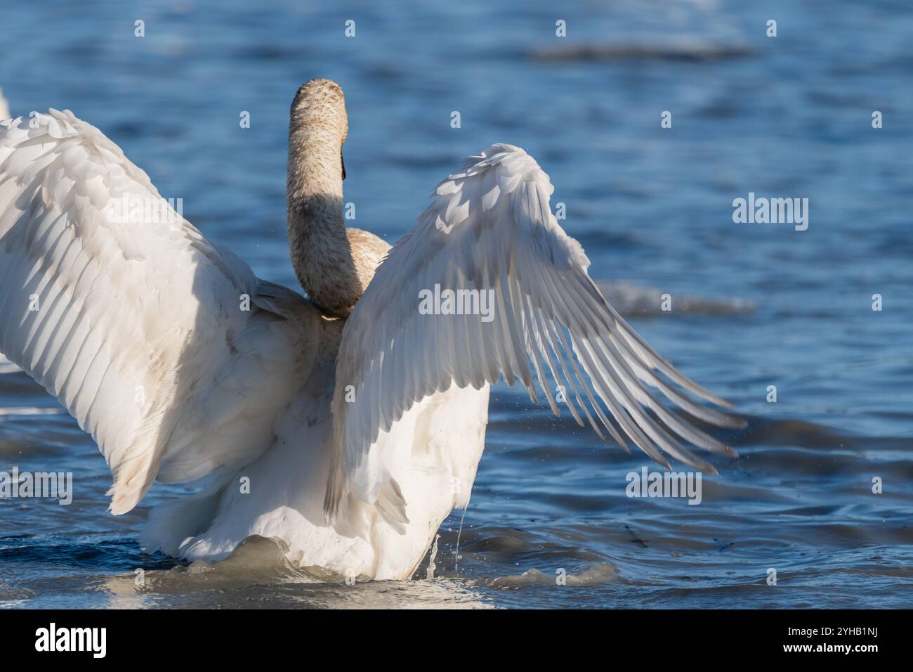 Cygne trompettiste sauvage de la toundra arctique en eau libre avec les ailes ouvertes, battant. Prises au printemps alors qu'elles se trouvaient sur leur route migratoire vers la mer de Béring, au Yukon Banque D'Images