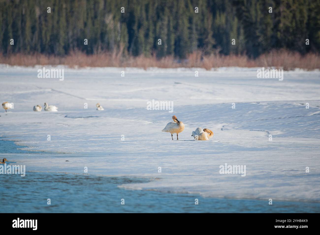 Un grand troupeau de cygnes trompettistes de toundra lors d'une escale en Alaska au printemps dans le territoire du Yukon, Canada. Quelques oiseaux se nourrissant, debout sur la glace Banque D'Images