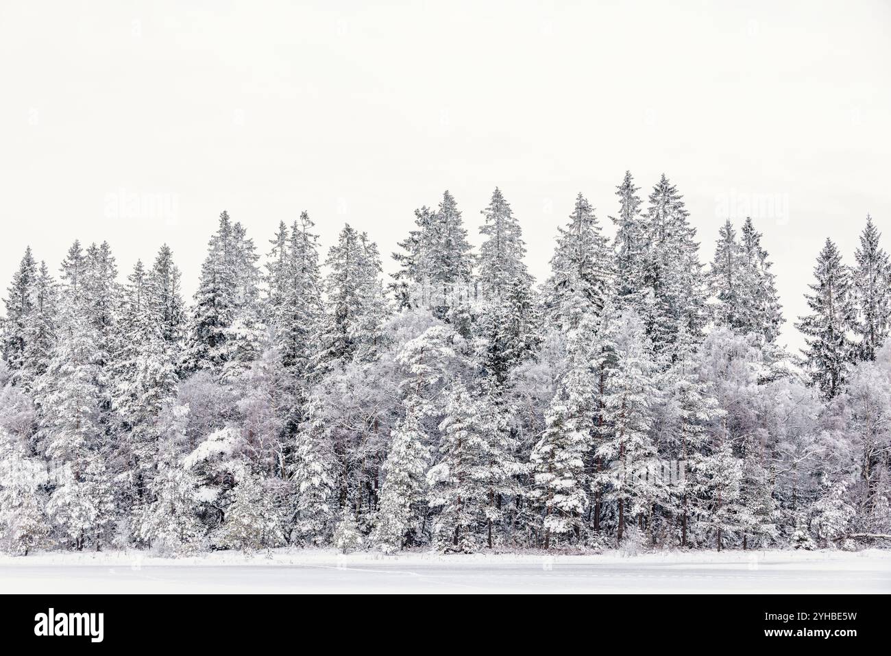 Forêt de conifères par un lac enneigé une froide journée d'hiver Banque D'Images