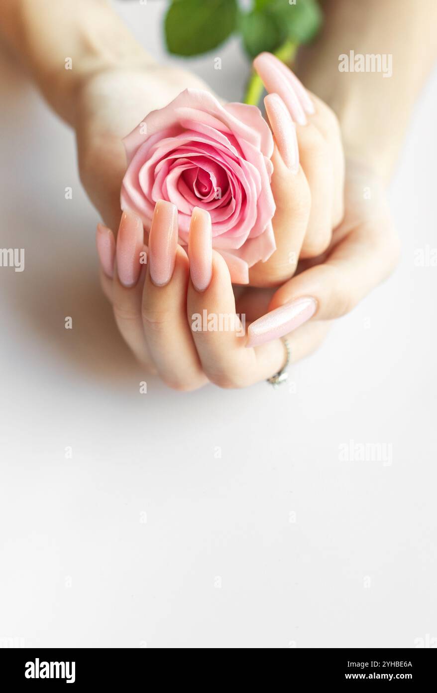 Des mains délicates avec de longs ongles roses bercent une belle rose rose, apportant une touche d'élégance à une atmosphère douce et tranquille dans un espace intérieur. Banque D'Images