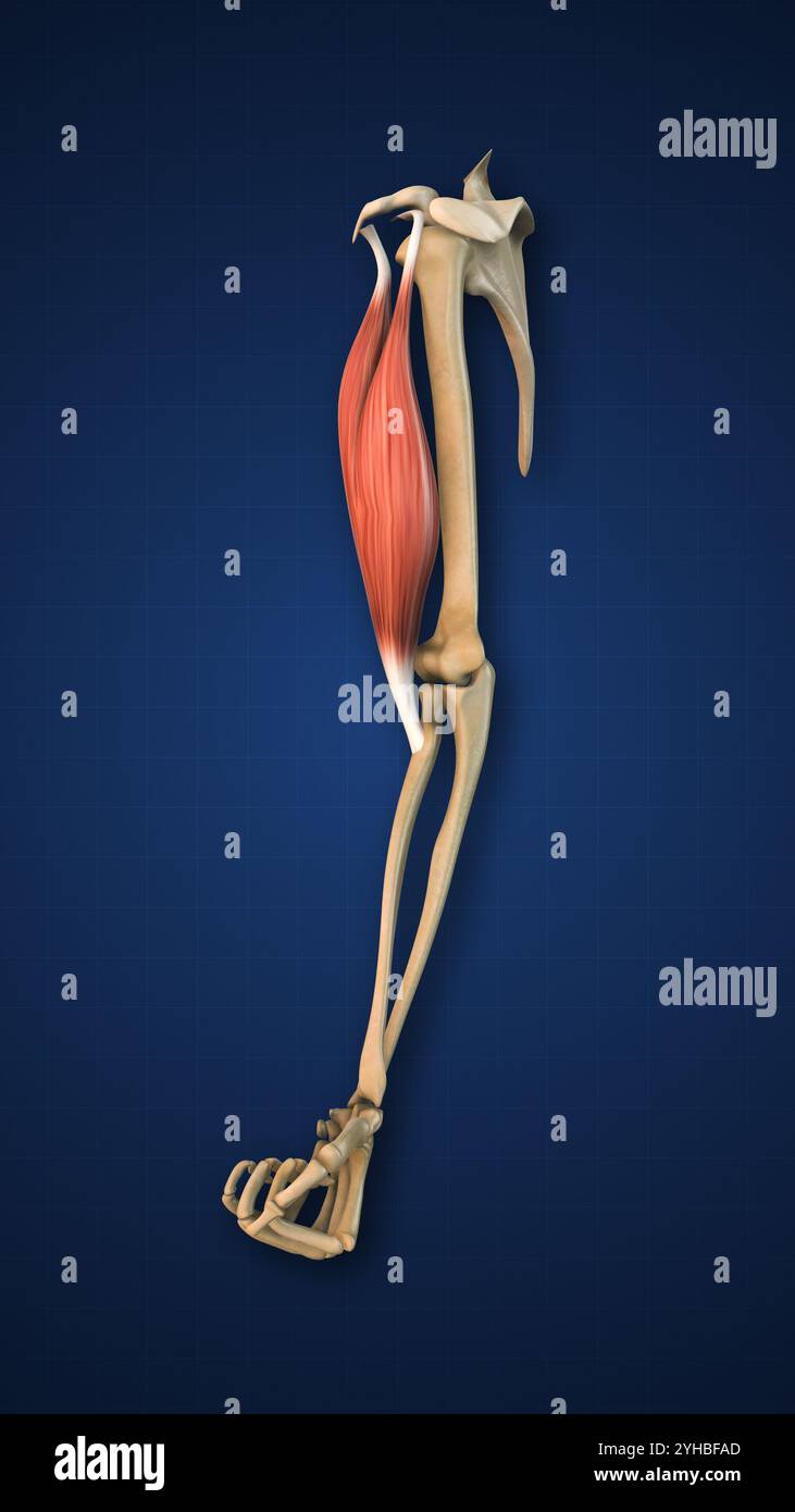 Muscle biceps surligné avec membre supérieur Banque D'Images