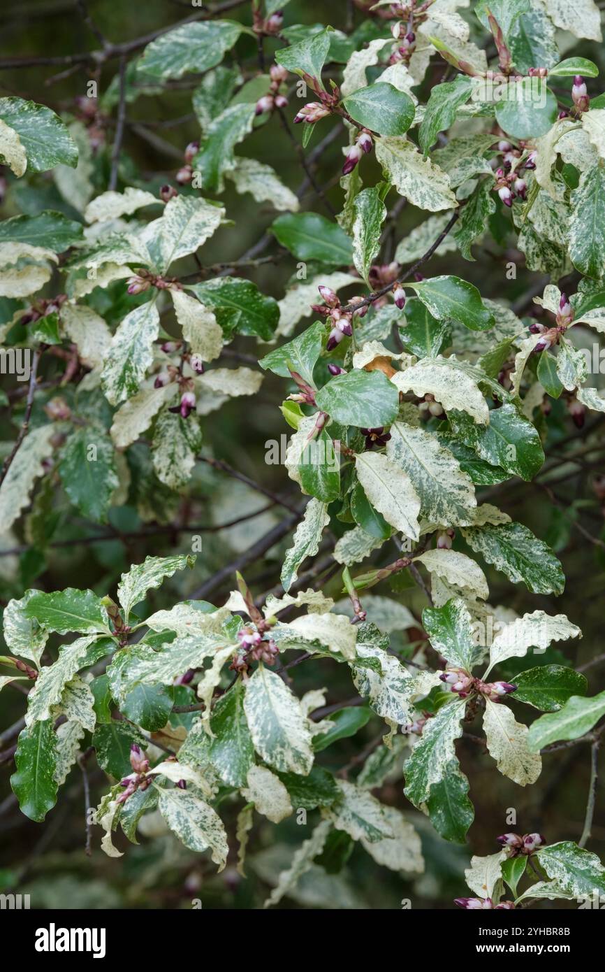 Pittosporum tenuifolium Irene Paterson, tawhiwhi Irene Paterson, les feuilles blanches ondulées aux bords vont vert foncé, teinté rose en hiver, fleurs violettes Banque D'Images