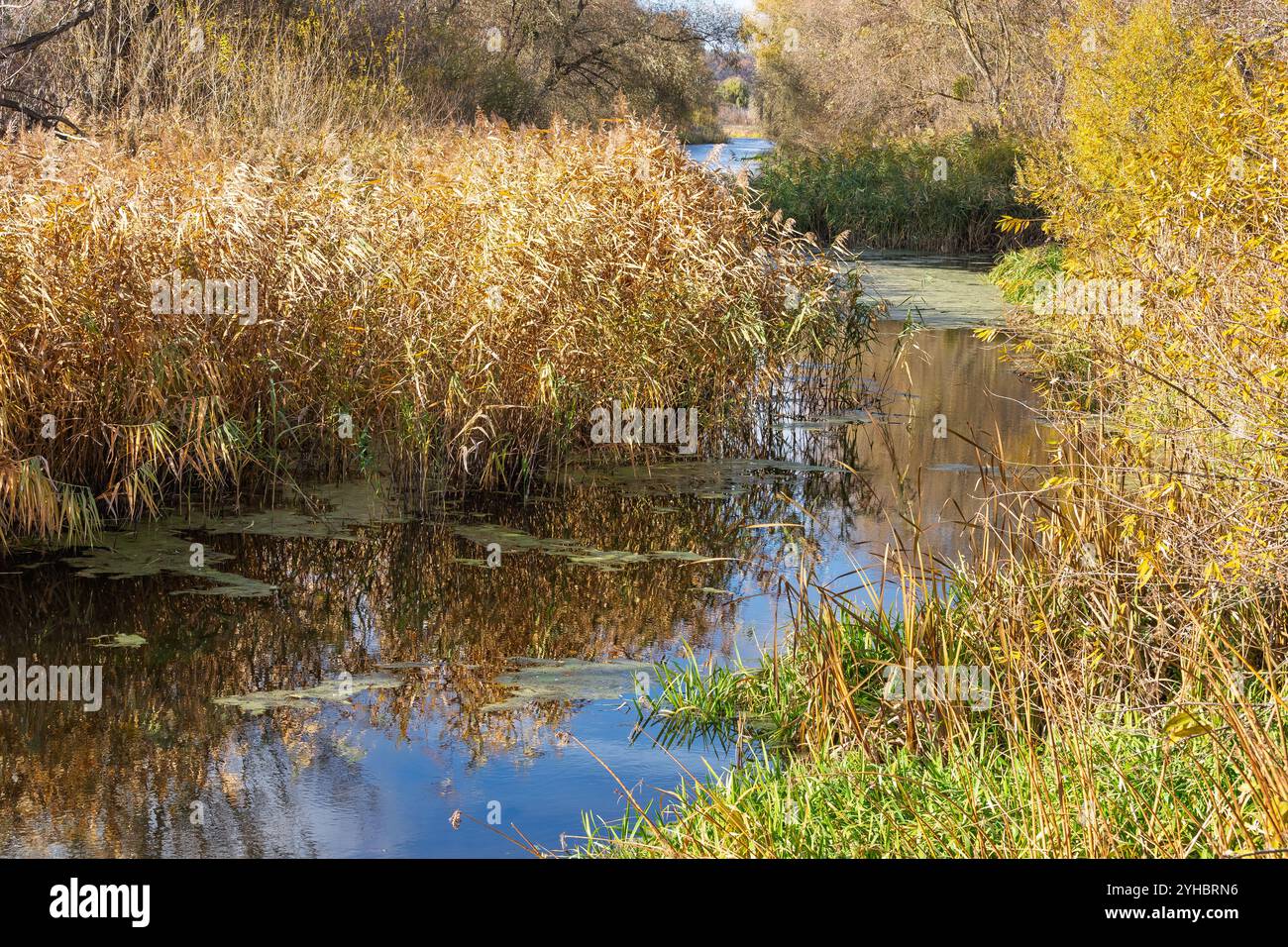 La rivière, envahie par d'épais roseaux et des plantes aquatiques, est entourée d'une végétation luxuriante sous la lumière naturelle du soleil. Végétation de marais dense avec gr de haut Banque D'Images