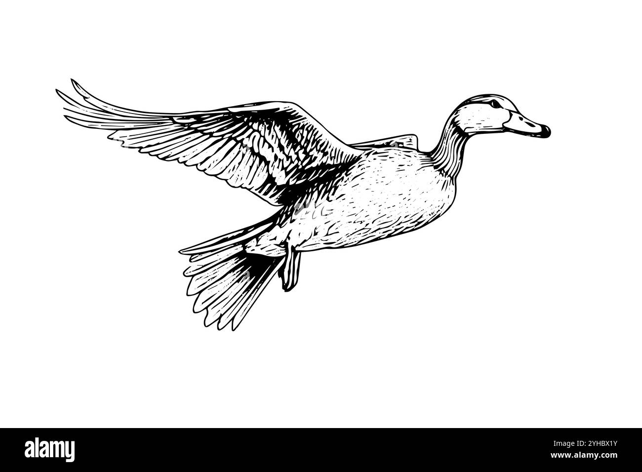 Croquis à l'encre dessiné à la main par un canard volant. Illustration vectorielle de style gravé. Illustration de Vecteur