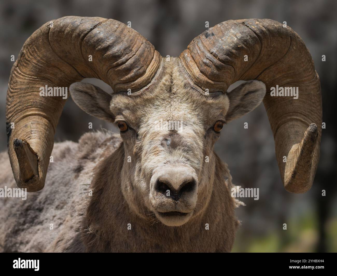 Photo de gros plan d'un mouton Big Horn dans le parc national Banff Banque D'Images