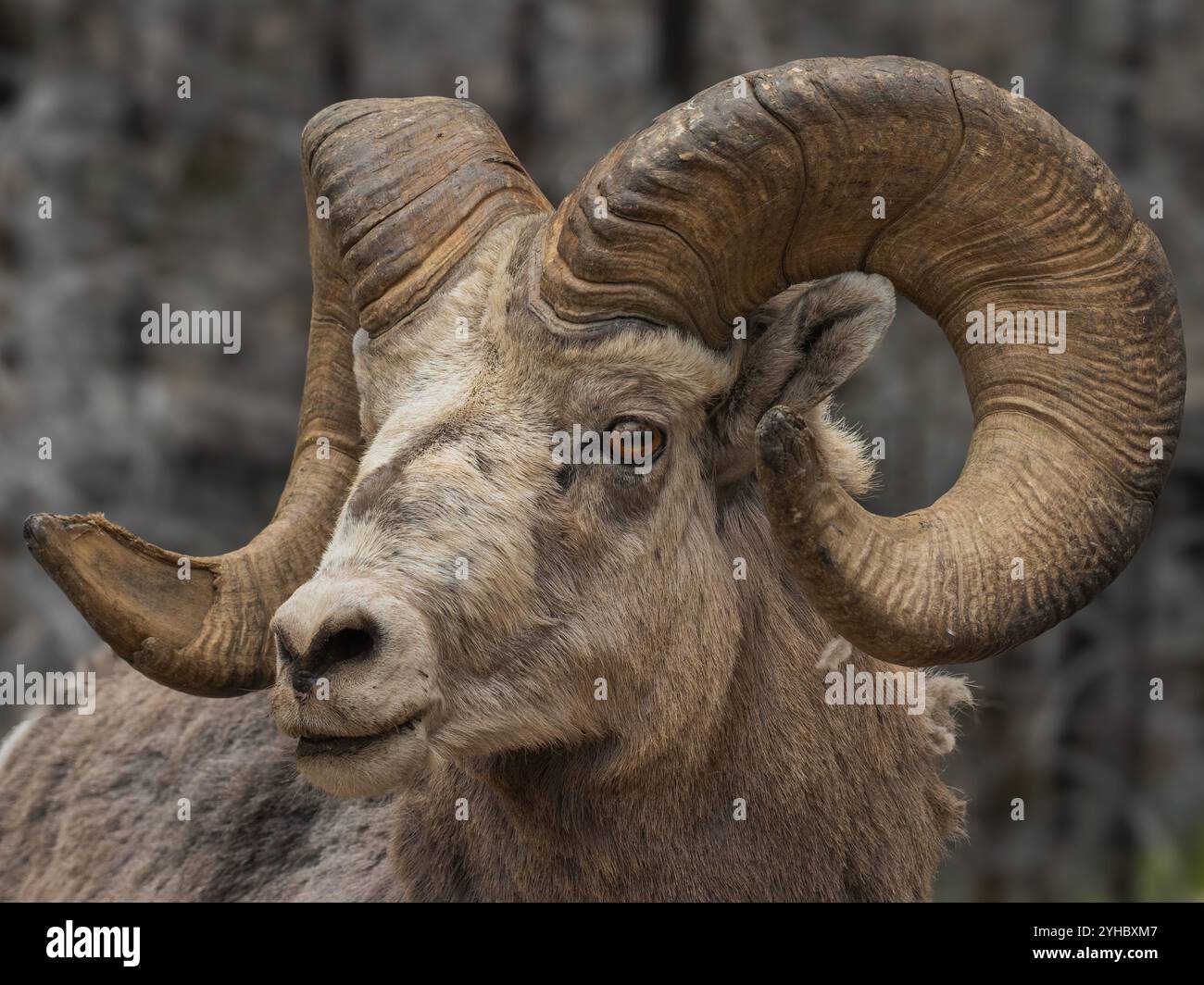 Photo de gros plan d'un mouton Big Horn dans le parc national Banff Banque D'Images