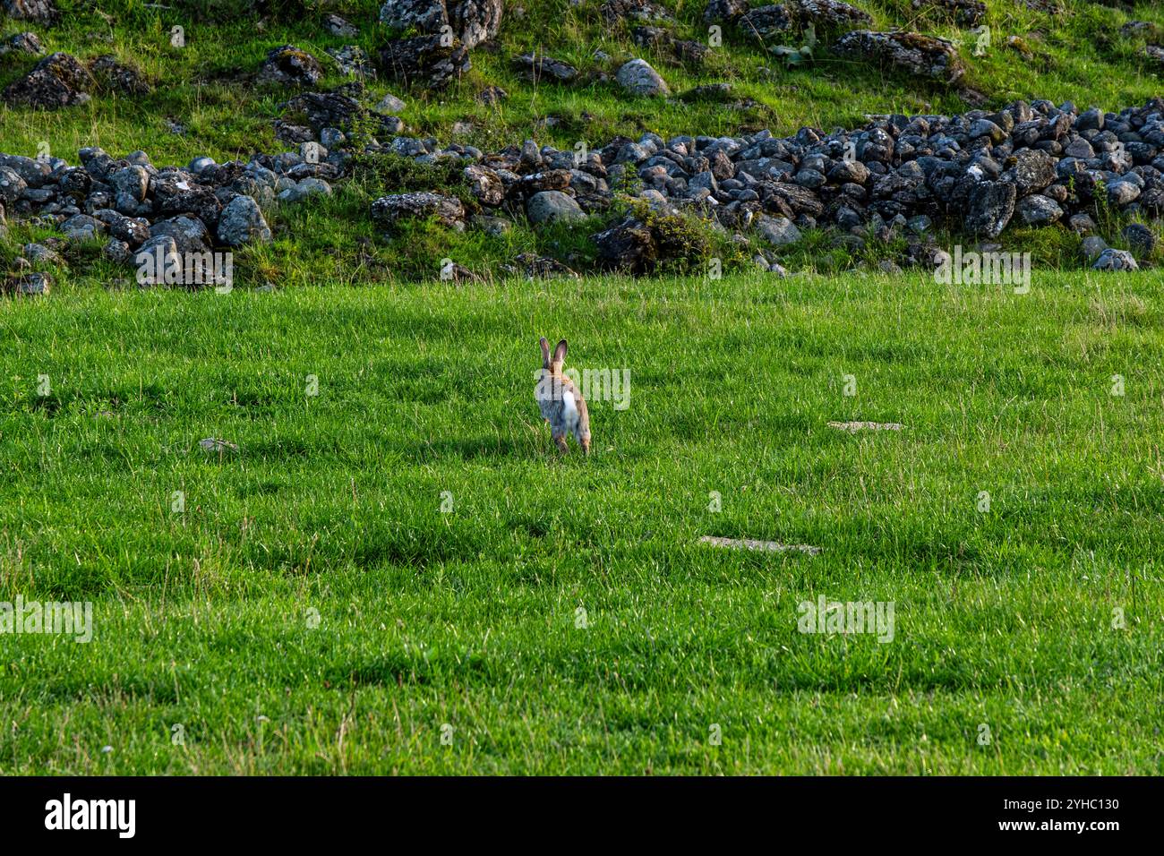 Un lapin sauvage, dont l'habitat est les restes des remparts et des murs des ruines du château de Graborg sur Öland en Suède, saute au loin. Banque D'Images