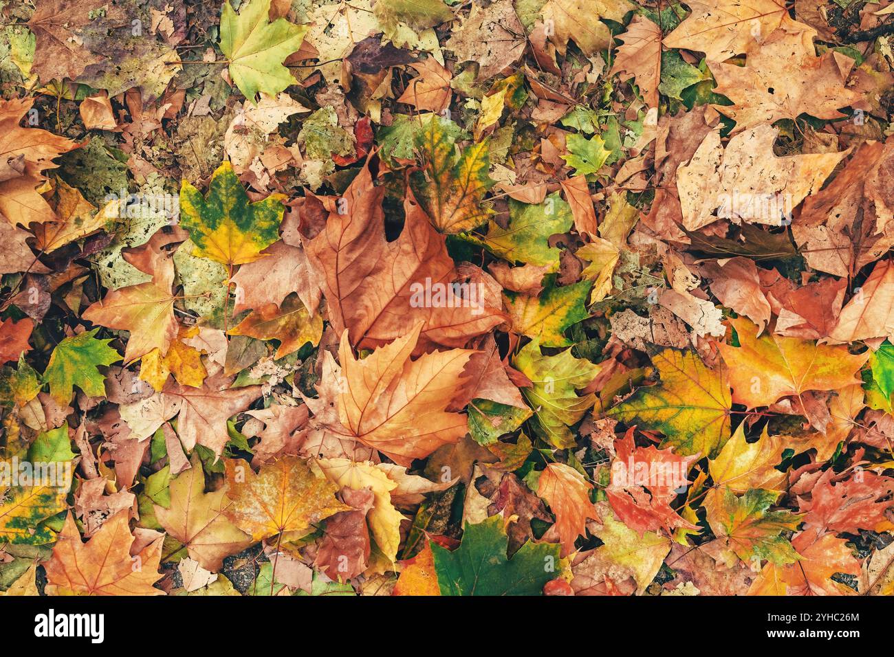 Couleur des feuilles d'automne, feuilles d'érable de différentes couleurs sur le sol, fond saisonnier naturel, vue de dessus Banque D'Images