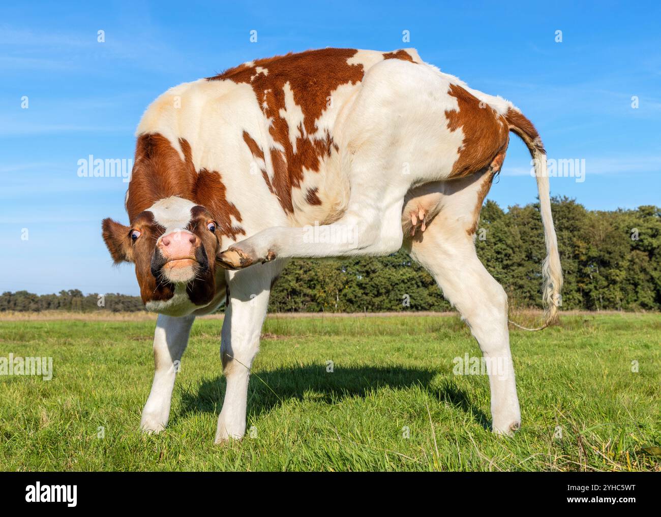 Jeune vache agile avec petite mamelle, démangeaisons flexibles avec patte arrière relevée, dans une prairie sous un ciel bleu Banque D'Images