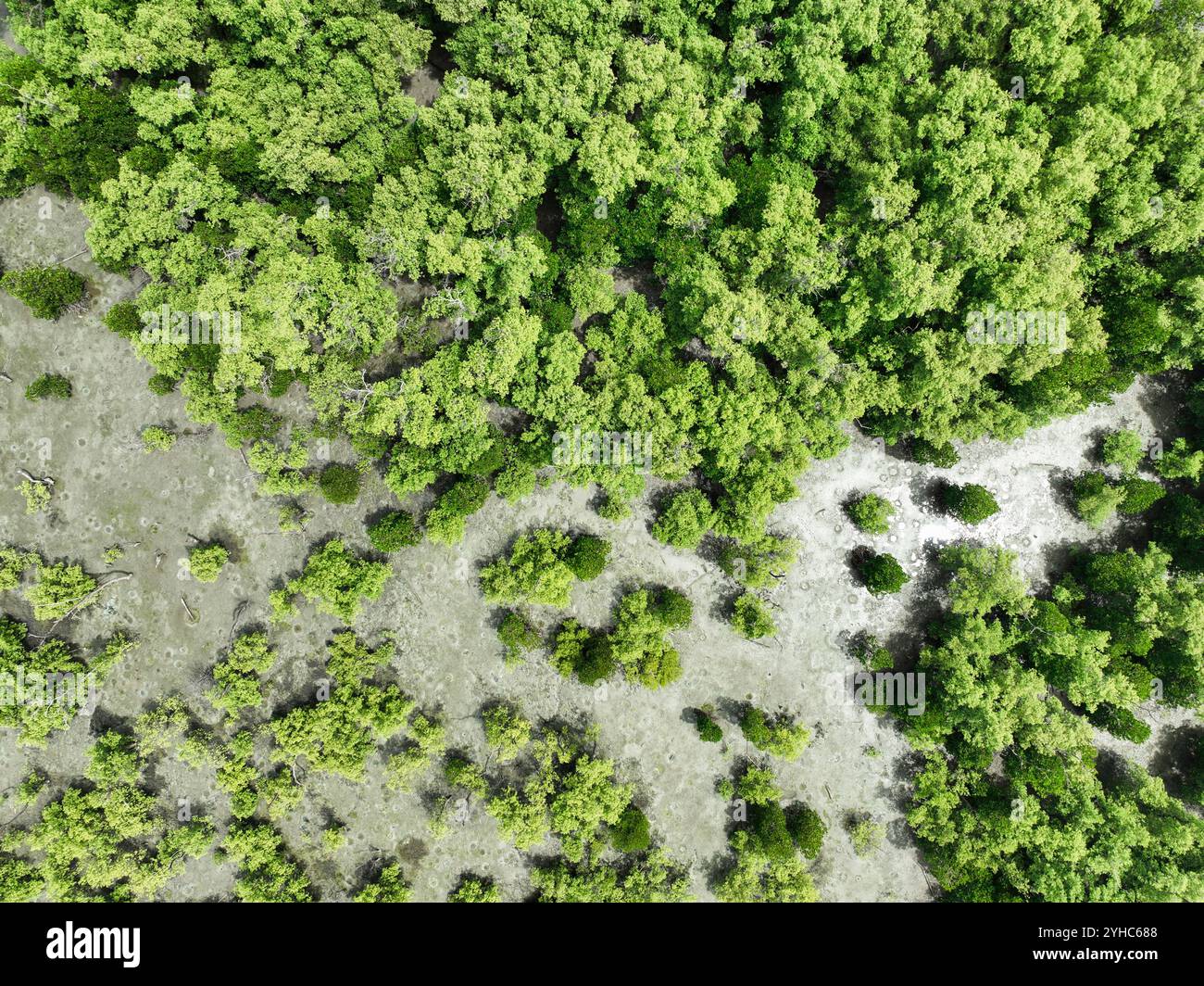Vue aérienne de dessus de la forêt verdoyante de mangrove. Écosystème de mangrove. Puits de carbone naturel. Les mangroves capturent le CO2 de l'atmosphère. Écosystèmes de carbone bleu Banque D'Images