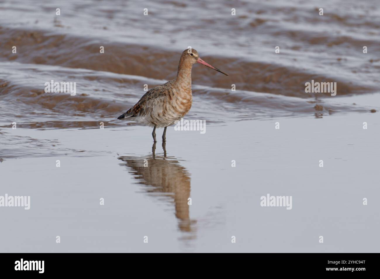 Godwit-Limosa limosa à queue noire. Banque D'Images
