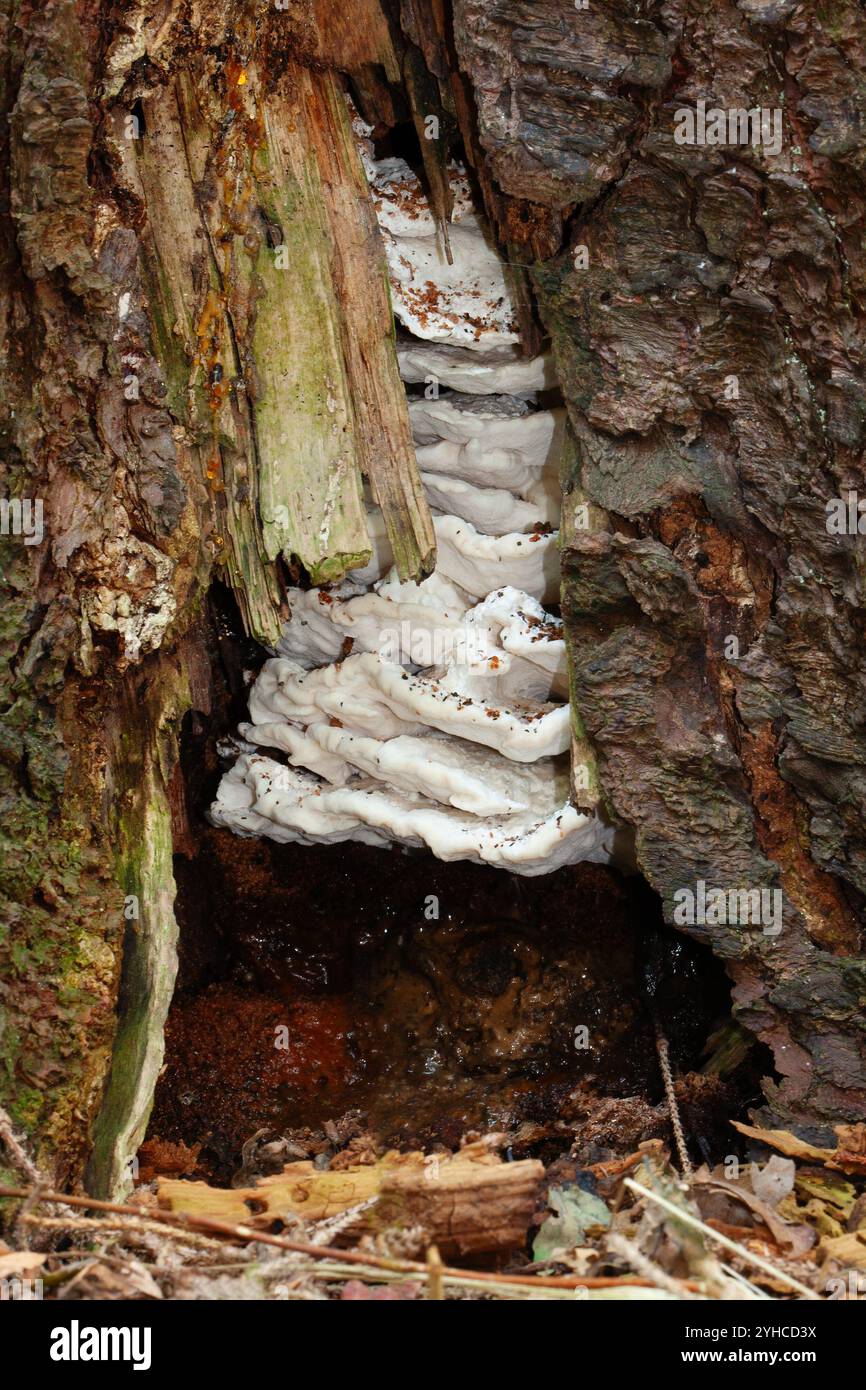 Support grumeleux, un champignon causant la pourriture blanche, poussant dans un pin creux Banque D'Images
