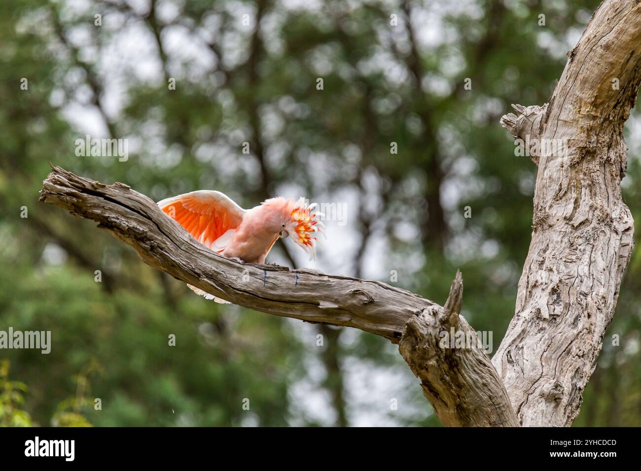 Un Cockatoo rose vibrant affichant son plumage coloré tout en étant perché sur une branche d'arbre dans un cadre naturel, en Australie Banque D'Images