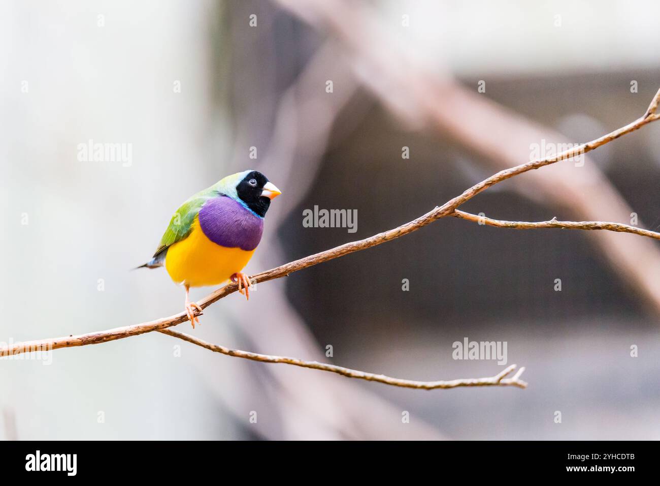 Finch gouldien femelle (Chloebia gouldiae) perché sur une branche devant un fond flou, Australie Banque D'Images