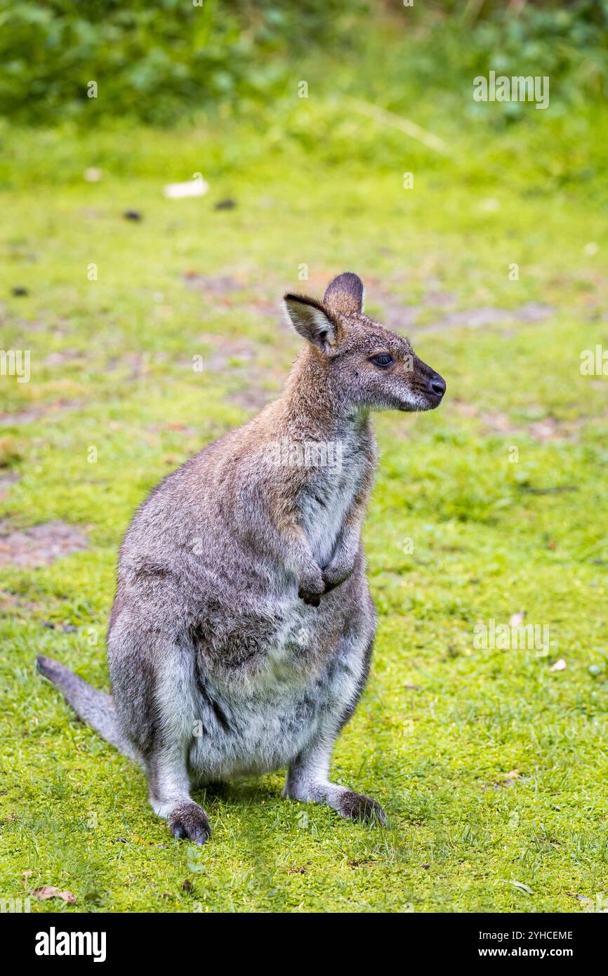 Un wallaby repose calmement sur l'herbe verte dans un cadre de parc ensoleillé en milieu d'après-midi, mettant en valeur son comportement naturel, l'Australie Banque D'Images