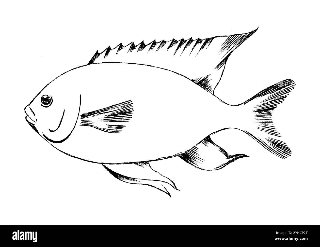 Dessin à l'encre de Canary Damselfish, Similiparma lurida Banque D'Images