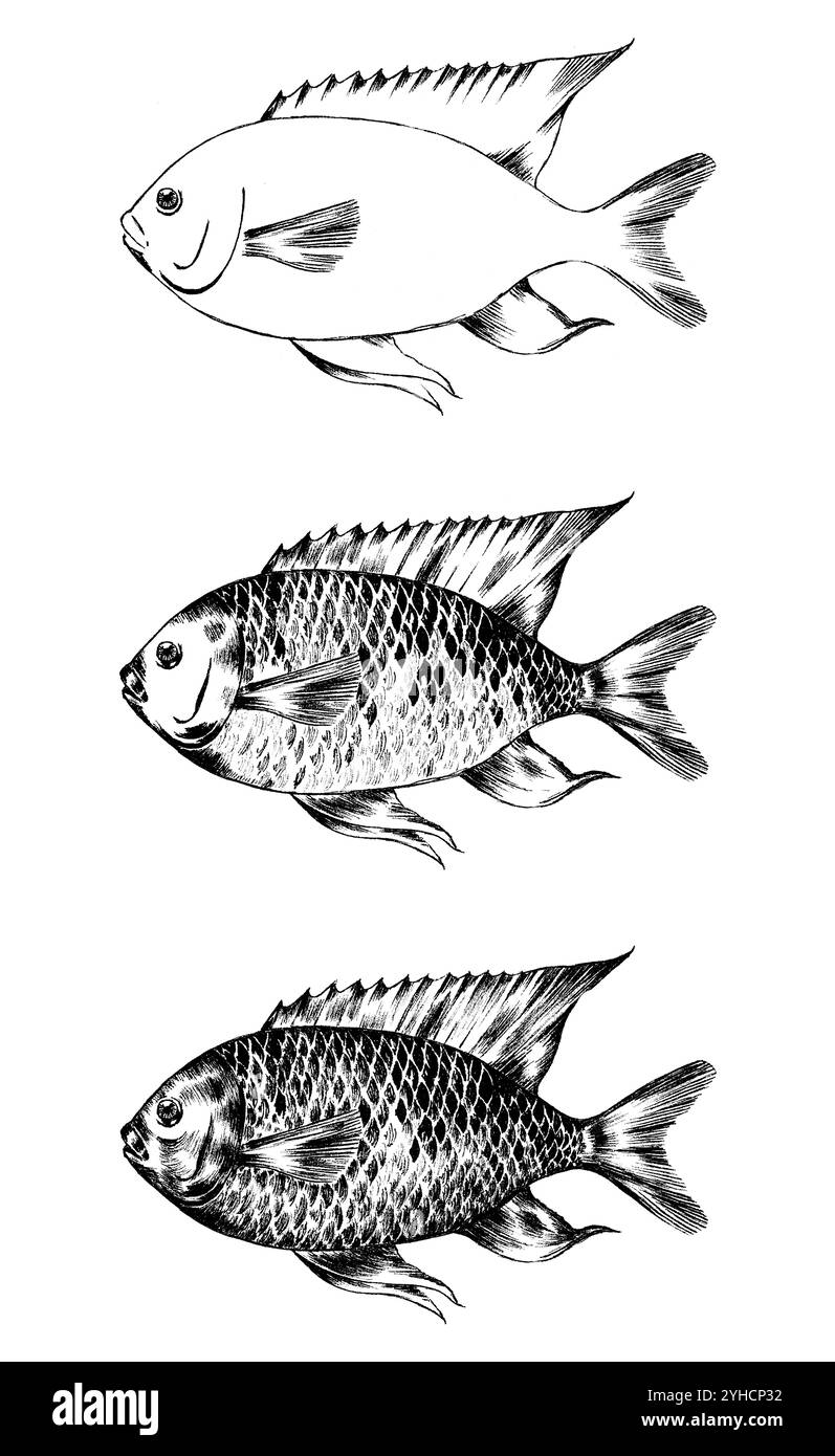 Dessin à l'encre de Canary Damselfish, Similiparma lurida Banque D'Images