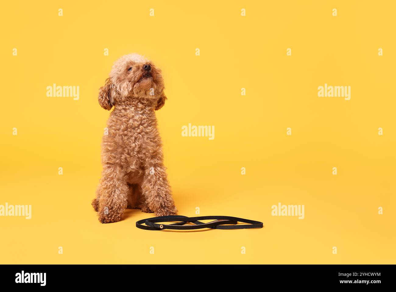 Marcher avec le chien. Mignon Maltipoo avec laisse sur fond orange, espace pour le texte Banque D'Images