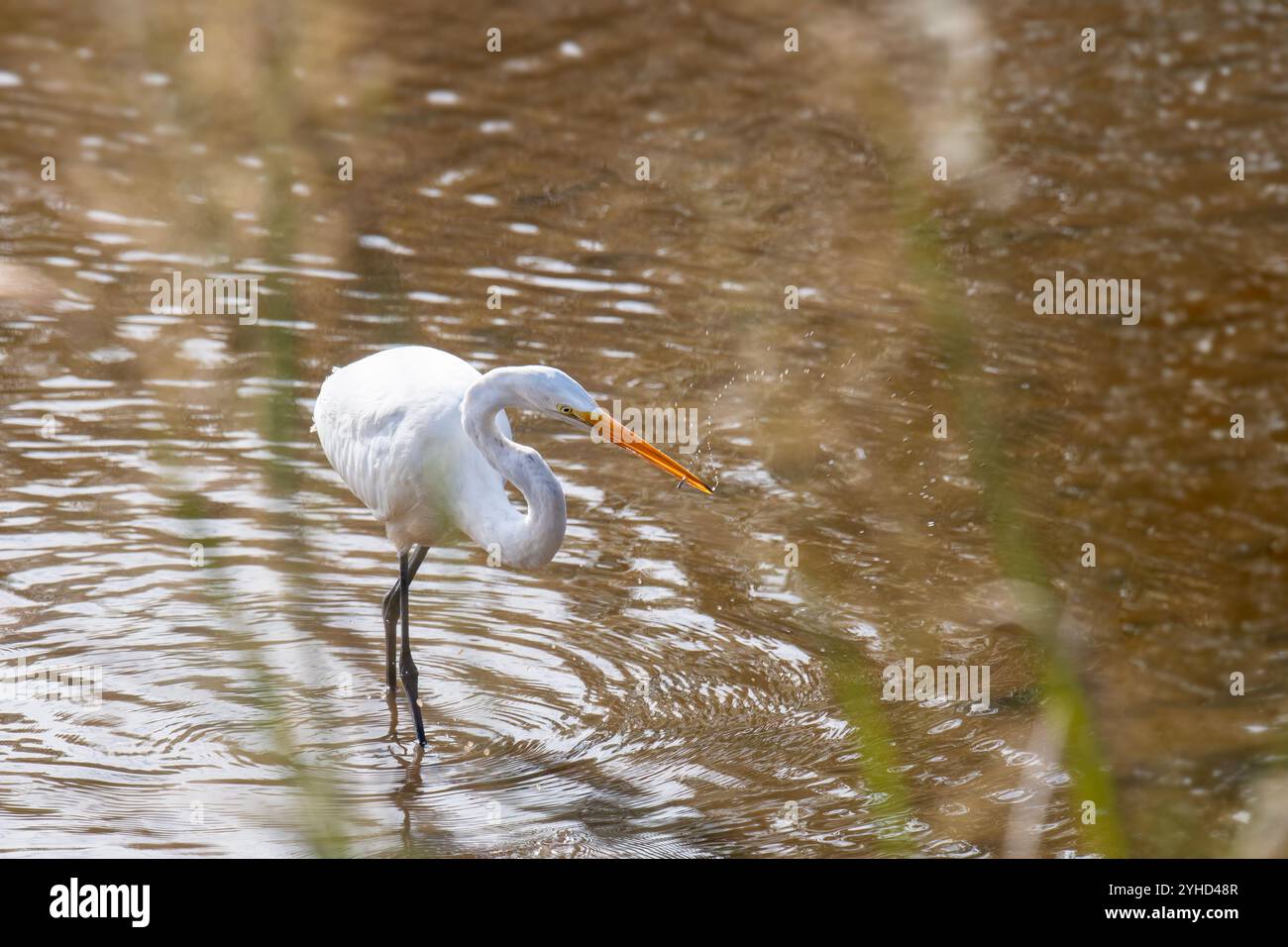 L'aigrette blanche enneigée attrape un petit poisson Banque D'Images