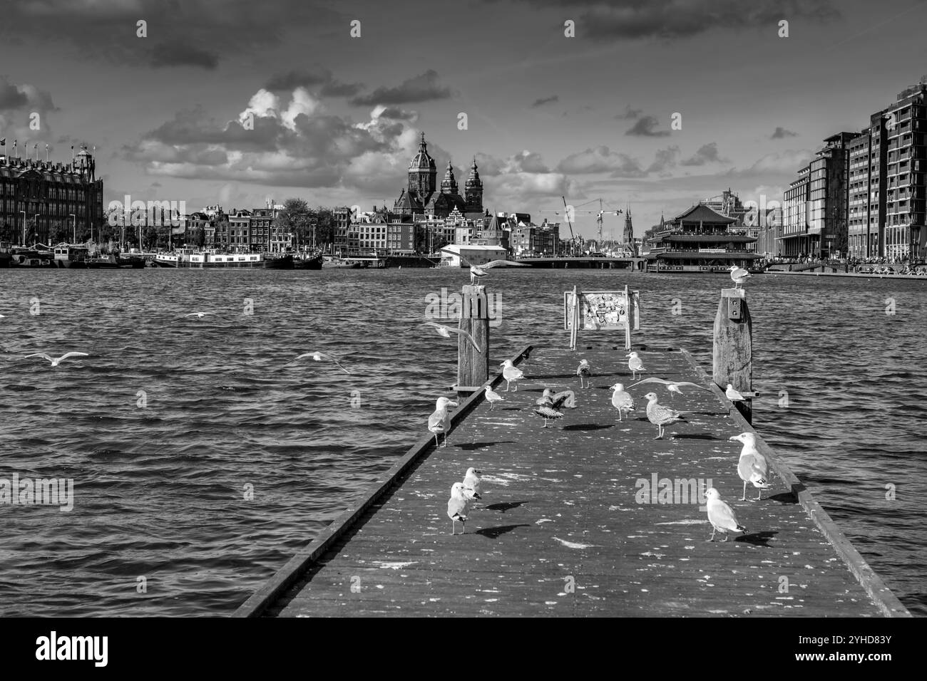 Amsterdam, NL - 11 octobre 2021 : mouettes debout sur la jetée avec vue sur la basilique Saint-Nicolas à Amsterdam, pays-Bas. Banque D'Images