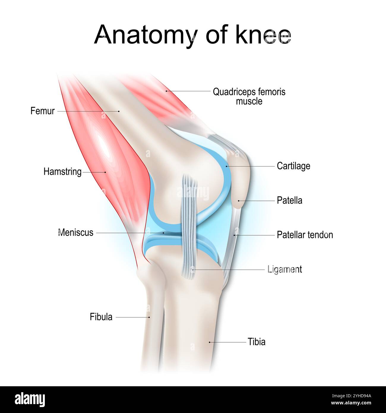 Anatomie du genou. Structure de l'articulation du genou. Principales parties de la jambe humaine. Os, muscles, cartilage, tendon et ligaments du genou. Vue latérale. Affiche vectorielle Illustration de Vecteur
