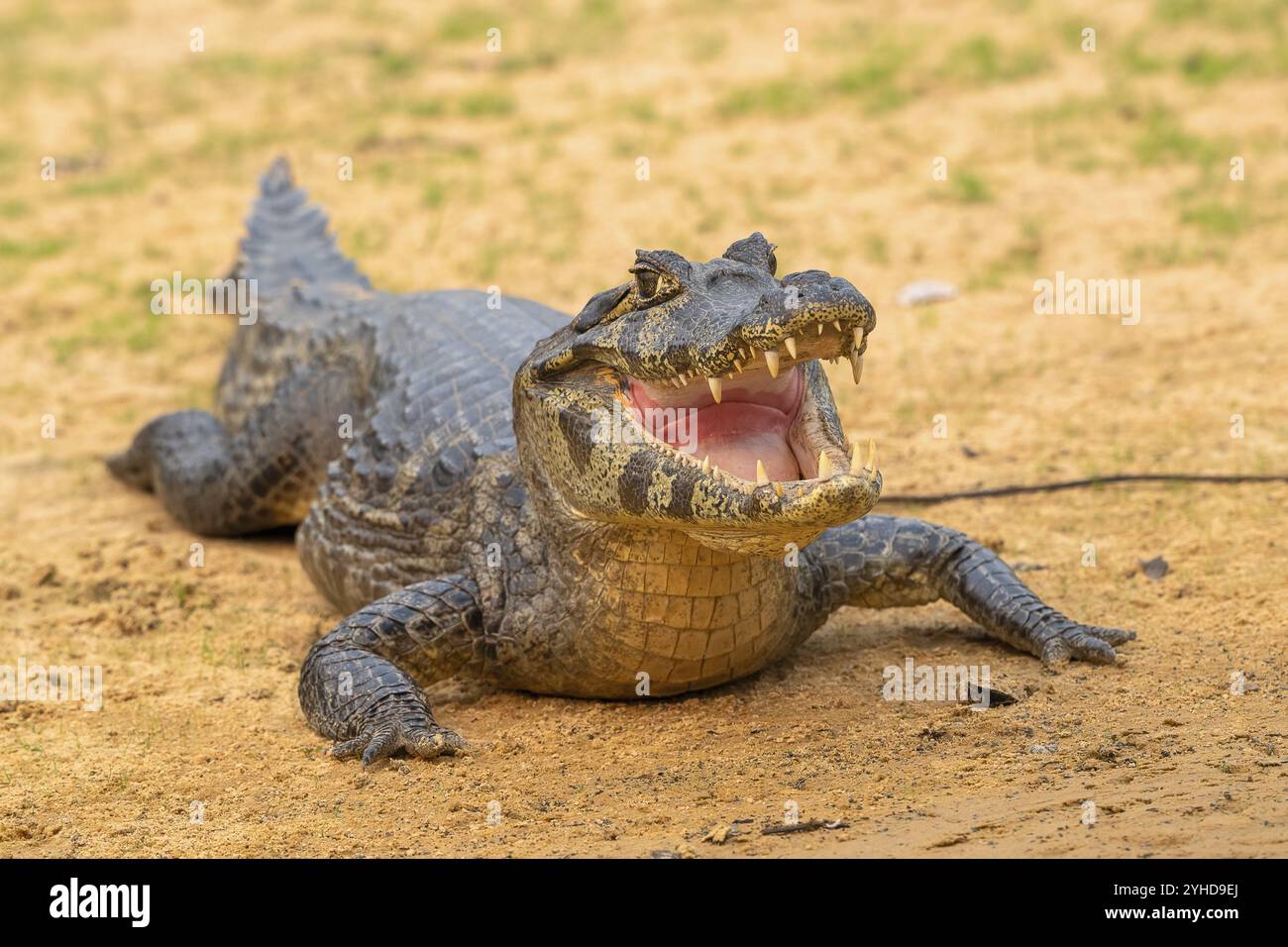 Caïman à lunettes (Caiman crocodilus yacara), crocodile (Alligatoridae), crocodile (Crocodylia), frontal, Pantanal, intérieur des terres, zone humide, biosphère UNESCO Banque D'Images