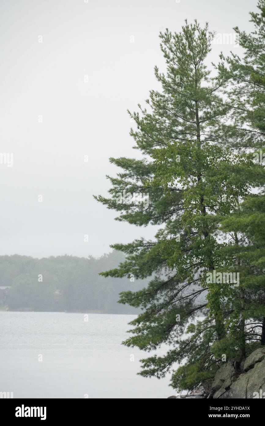 Haut pin par le lac. Photo de haute qualité. Canada Banque D'Images