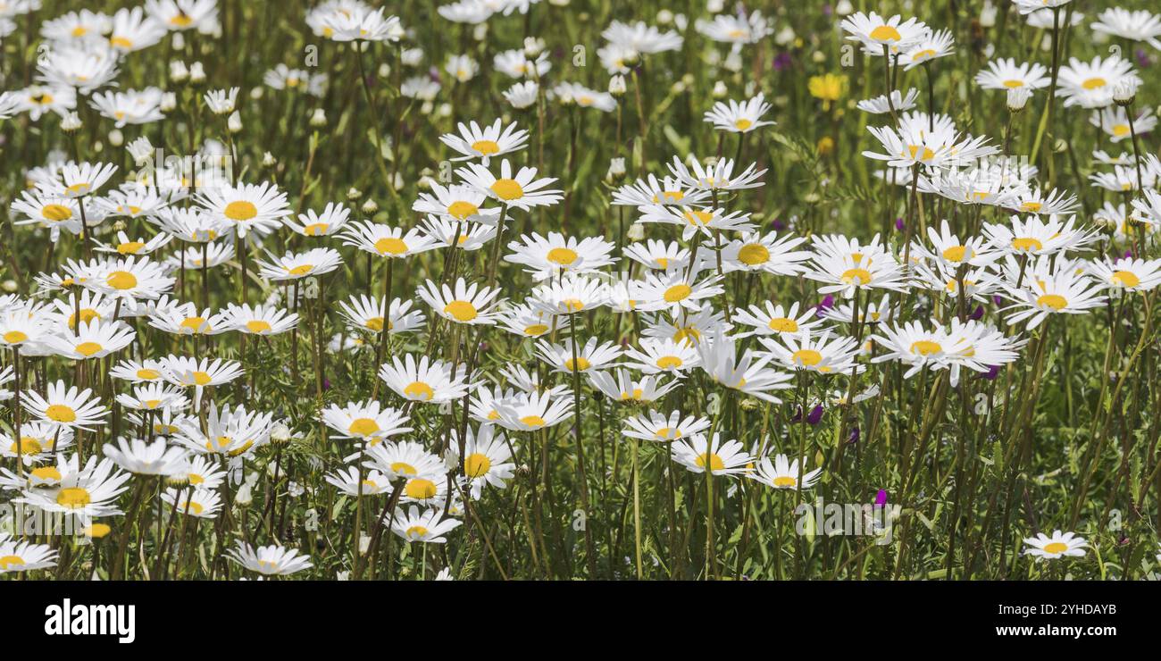 Prairie avec marguerites à fleurs de bœuf (Leucanthemum vulgare, également marguerite à fleurs de bœuf ou marguerite de chien) prairie avec marguerites à fleurs de bœuf (Leucanthemum vulgare, Banque D'Images