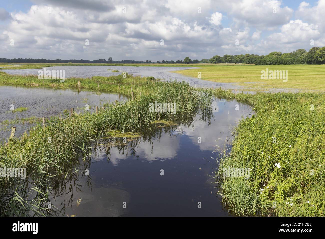 Inondation après de fortes pluies dans la plaine inondable de la rivière Alster avec prairies et roseaux en juillet près de Wakendorf II dans le Schleswig-Holstein, Allemagne, Europe Banque D'Images