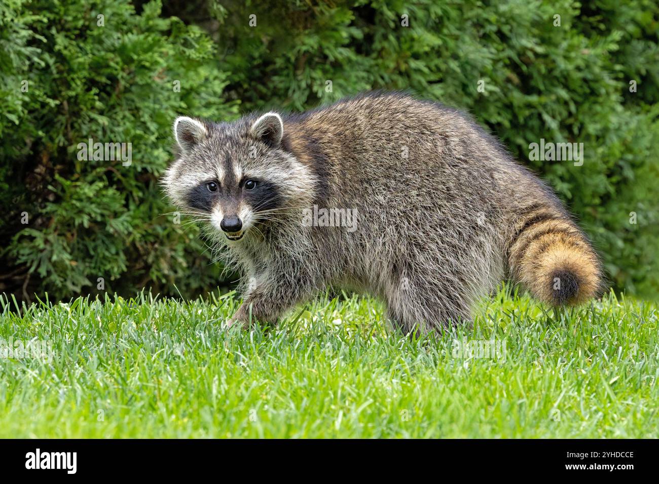 Un raton laveur marche à travers l'herbe de greem d'une arrière-cour de banlieue. Banque D'Images