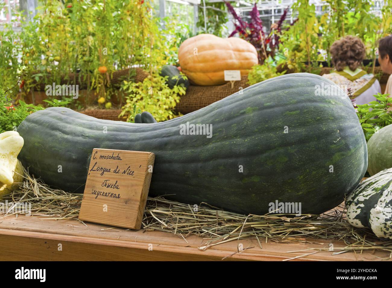Salon d'automne des produits agricoles. Citrouille de l'espèce Cucurbita moschata de la variété longue de Nice entourée de citrouilles d'autres va Banque D'Images