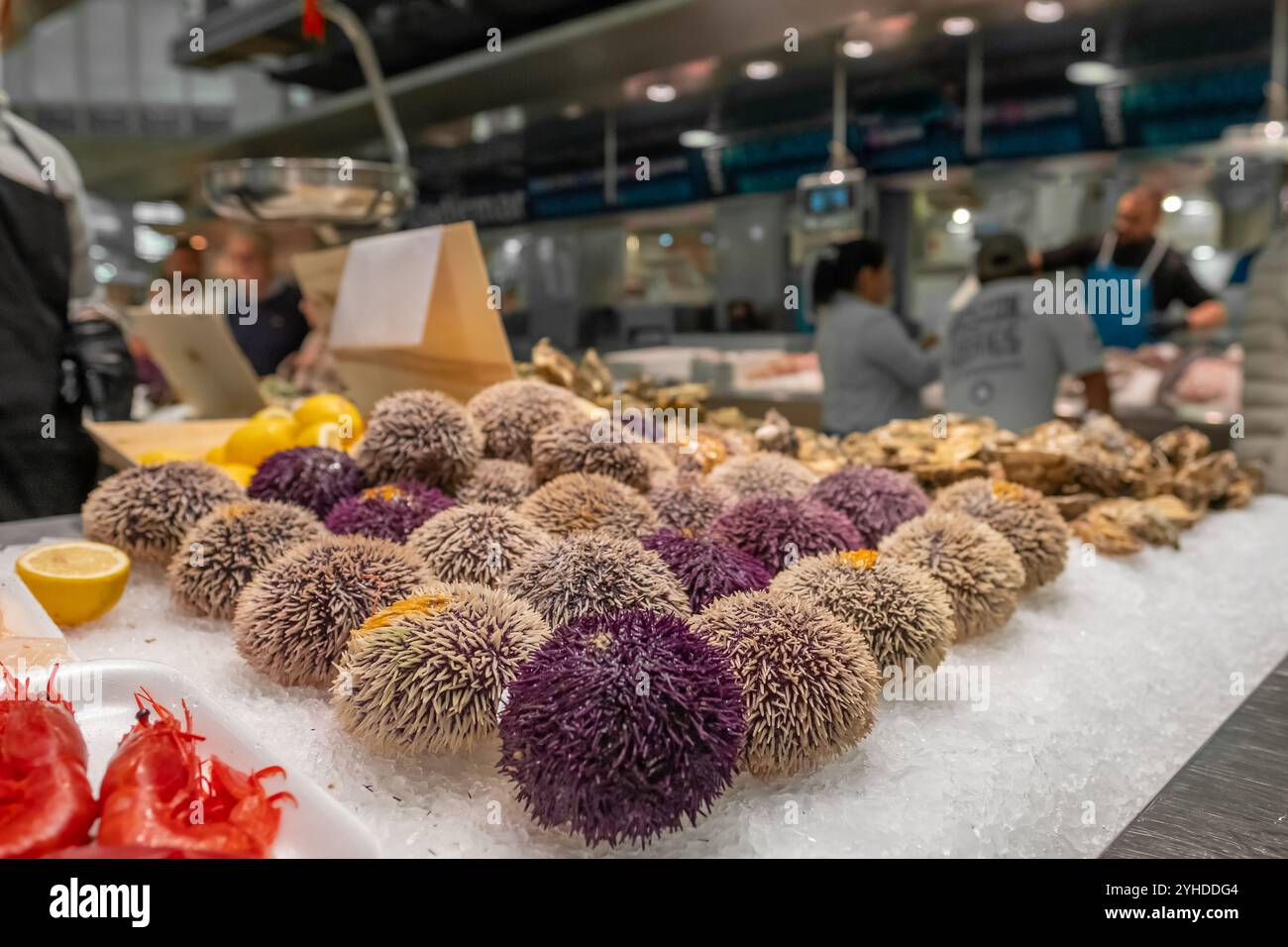 Gros plan d'oursins frais sur glace, exposés dans la section fruits de mer du marché central de Valence, Espagne Banque D'Images