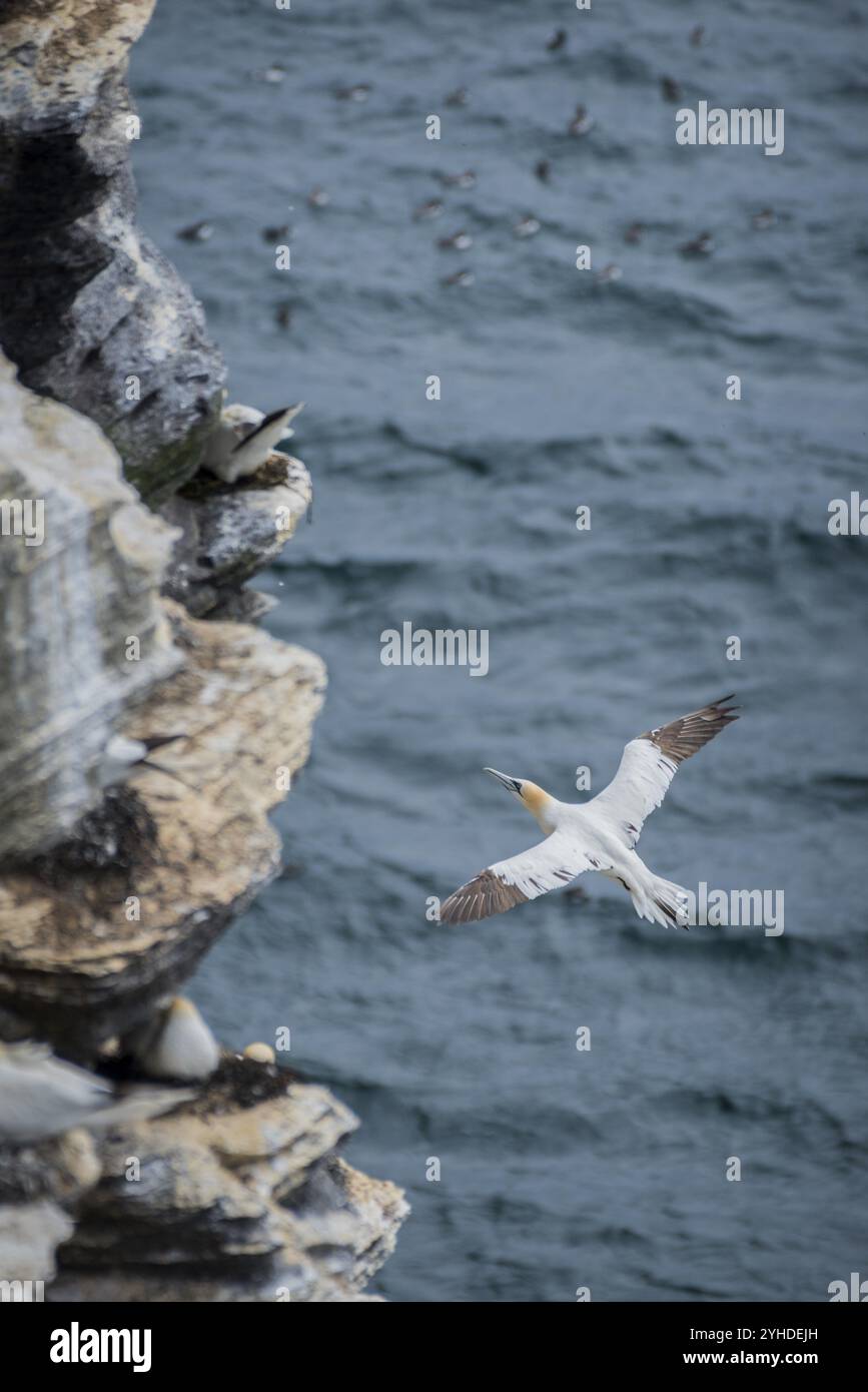 Un gannet (Morus bassanus) débarque dans une colonie de reproduction, Westray, Orcades, Écosse, Grande-Bretagne Banque D'Images