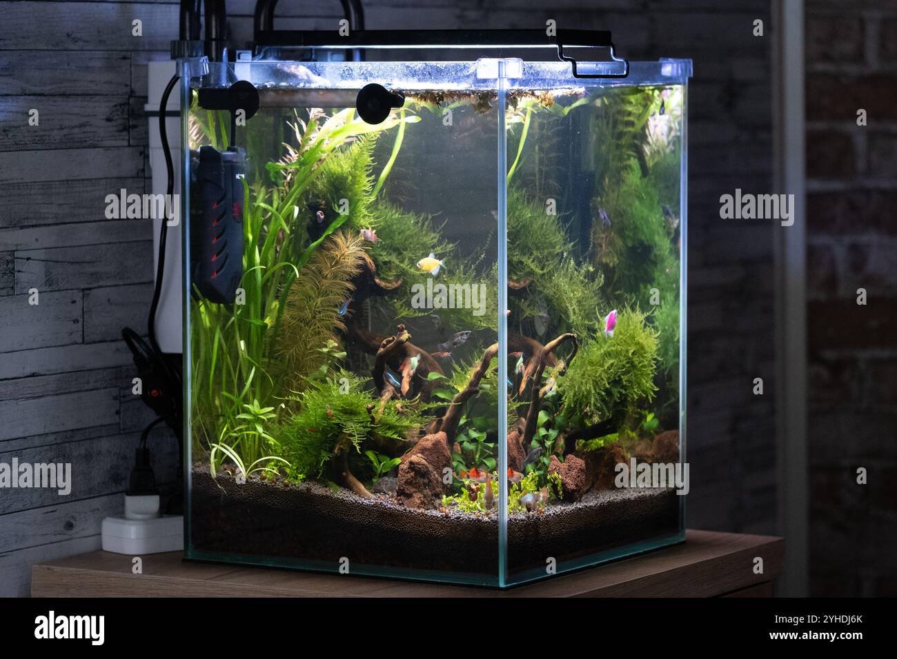 Aquarium avec plantes aquatiques et poissons dans un réservoir en verre Banque D'Images