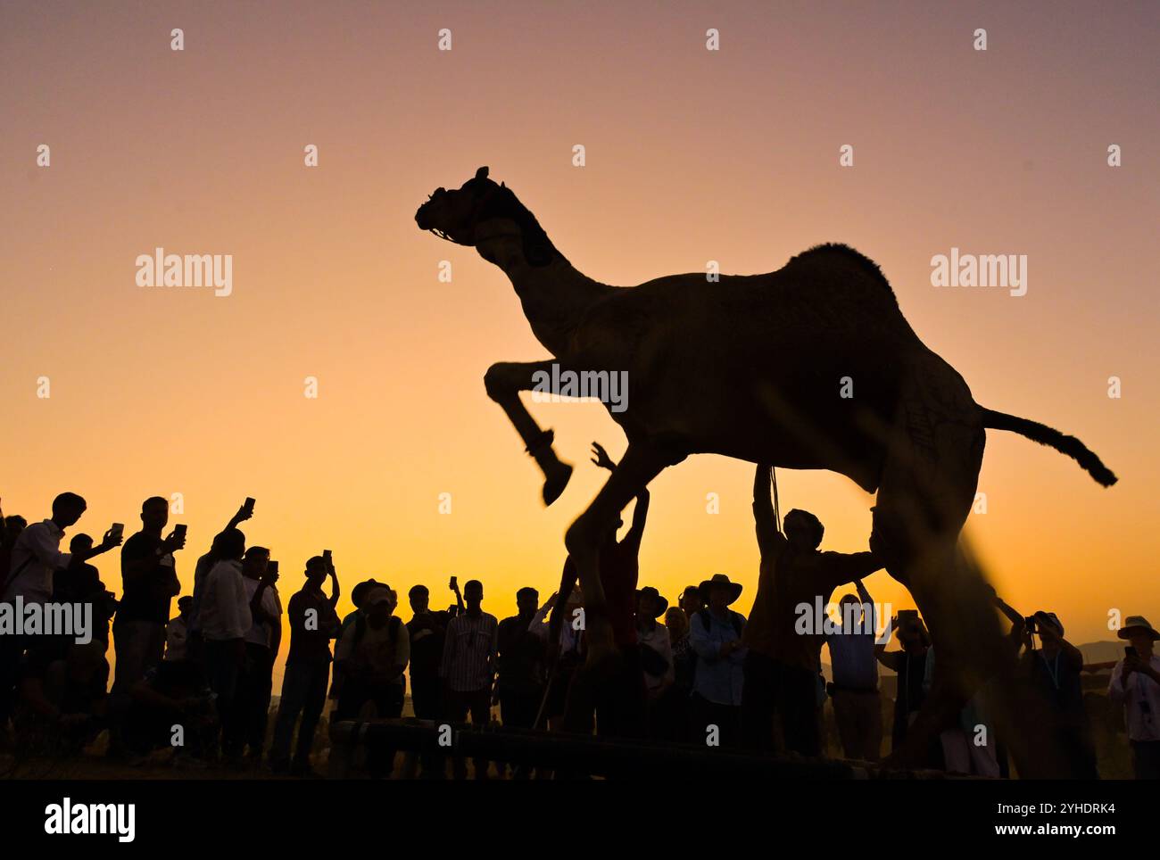 Pushkar, Rajasthan, Inde. 11 novembre 2024. La plus grande foire aux chameaux du monde à Pushkar. La Foire de Pushkar, également connue comme une foire annuelle de chameau et de bétail de cinq jours, a lieu dans la ville de Pushkar, Ajmer. Il est exécuté entre les mois d'octobre et novembre et est l'une des plus grandes foires de bétail au monde. (Crédit image : © Shaukat Ahmed/Pacific Press via ZUMA Press Wire) USAGE ÉDITORIAL SEULEMENT! Non destiné à UN USAGE commercial ! Banque D'Images