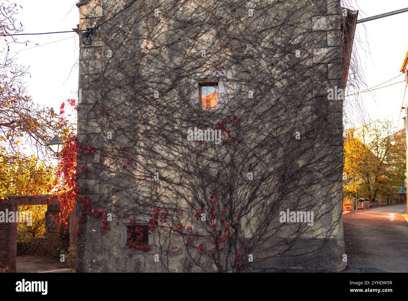 Vieux mur de pierre recouvert de vignes rampantes Banque D'Images