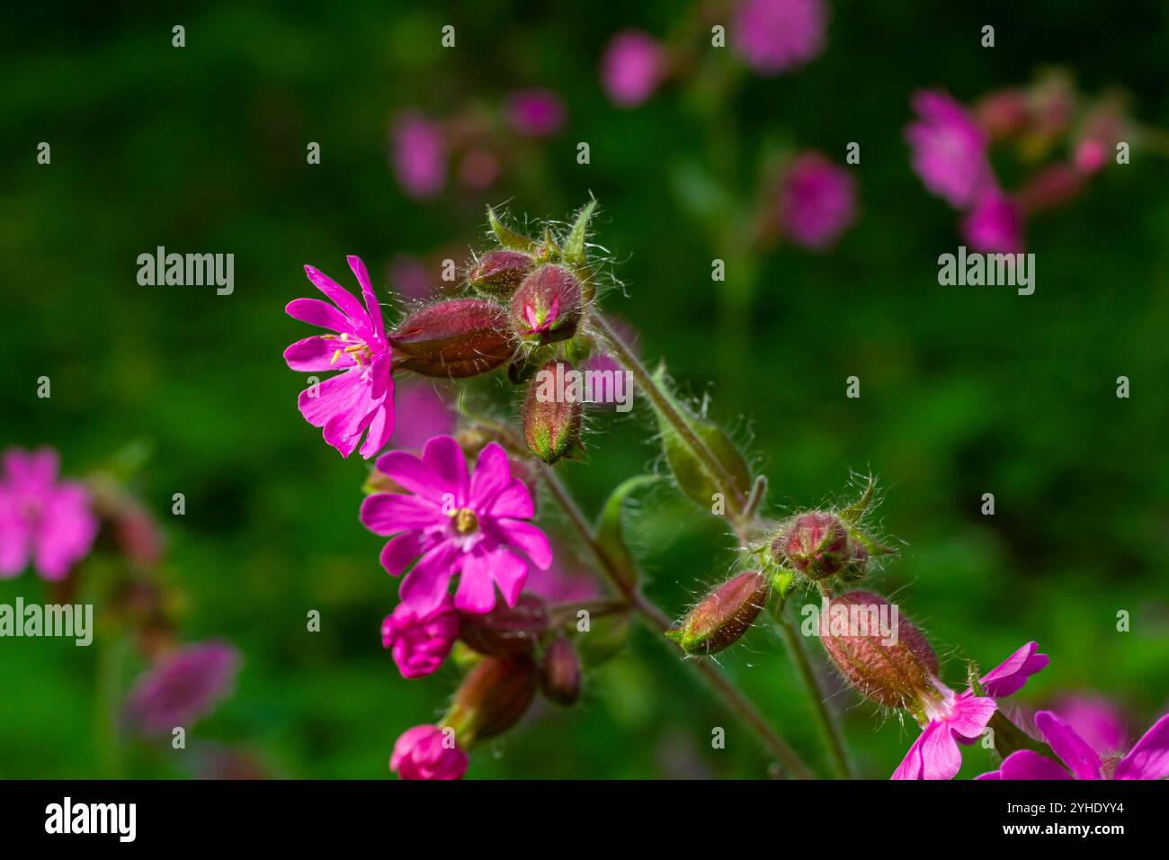 Silene dioica Melandrium rubrum, connu sous le nom de campion rouge et de mouche rouge, est une plante herbacée à fleurs de la famille des Caryophyllacées. Red campion. Banque D'Images