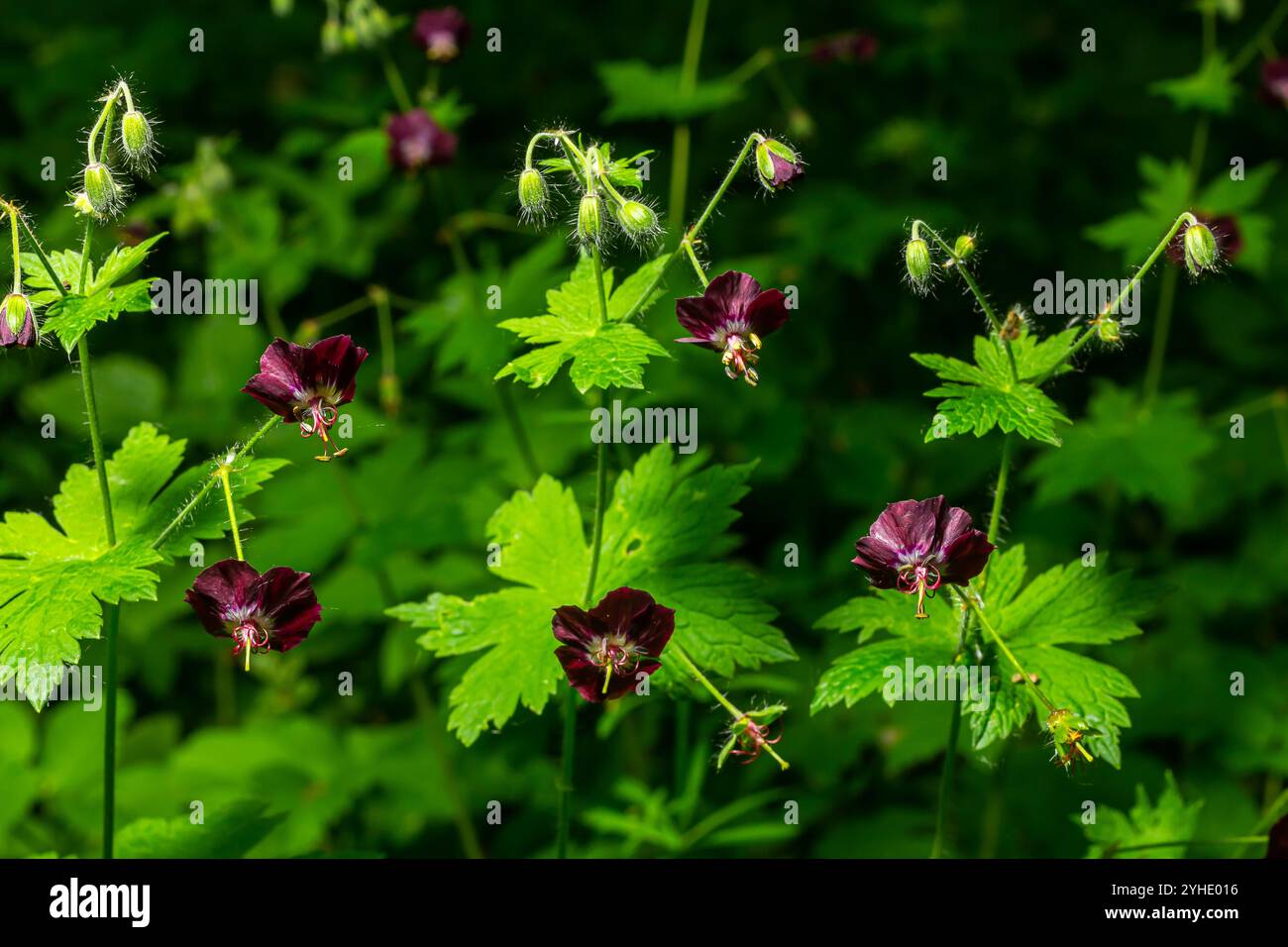 Fleurs pourpres et rouges de Geranium phaeum Samobor dans le jardin de printemps. Banque D'Images