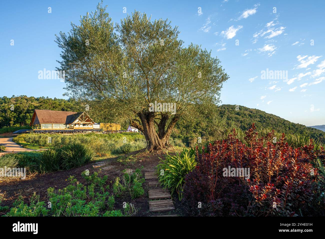 Olivier centenaire à Olivas de Gramado - ferme d'oliviers et attraction touristique - Gramado, Rio Grande do Sul, Brésil Banque D'Images