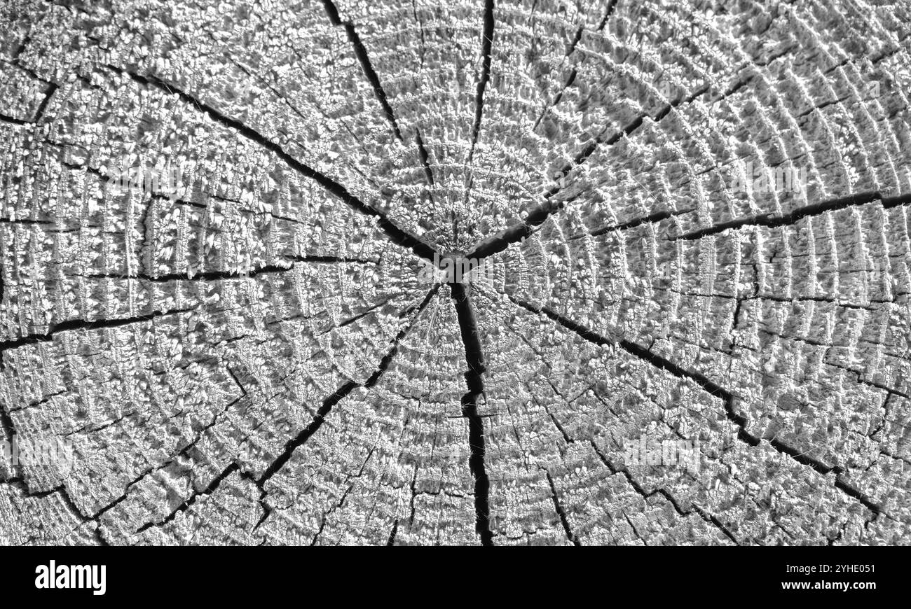 Une vieille section de bûche en bois avec des fissures radiales, une texture de photo de fond noir et blanc Banque D'Images