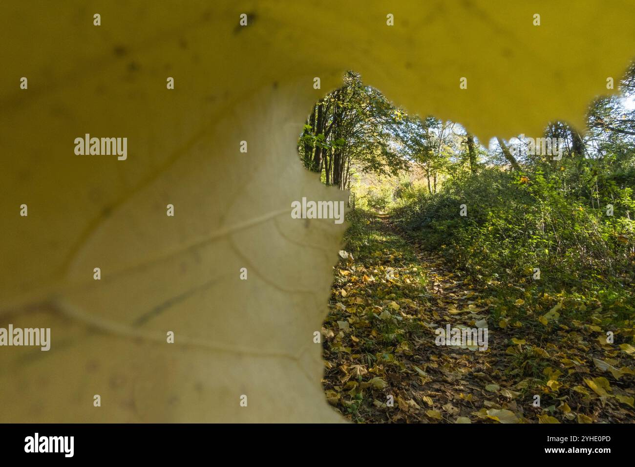 Vision en tunnel du sentier paysager à l'aide de Sycamore Leaf. Herefordshire Angleterre Royaume-Uni. Octobre 2024 Banque D'Images