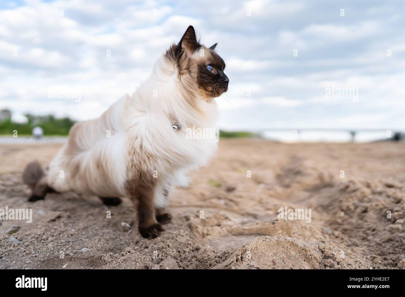 Chat balinais avec confiance debout sur une plage venteuse Banque D'Images