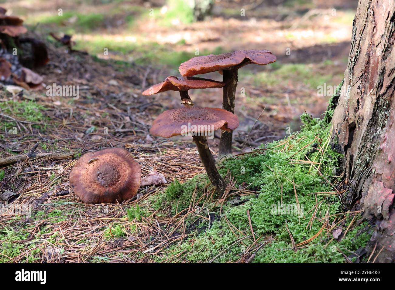 quatre champignons halimash bruns sur le côté et avec une vue de la calotte sur un tronc de pin dans la forêt Banque D'Images