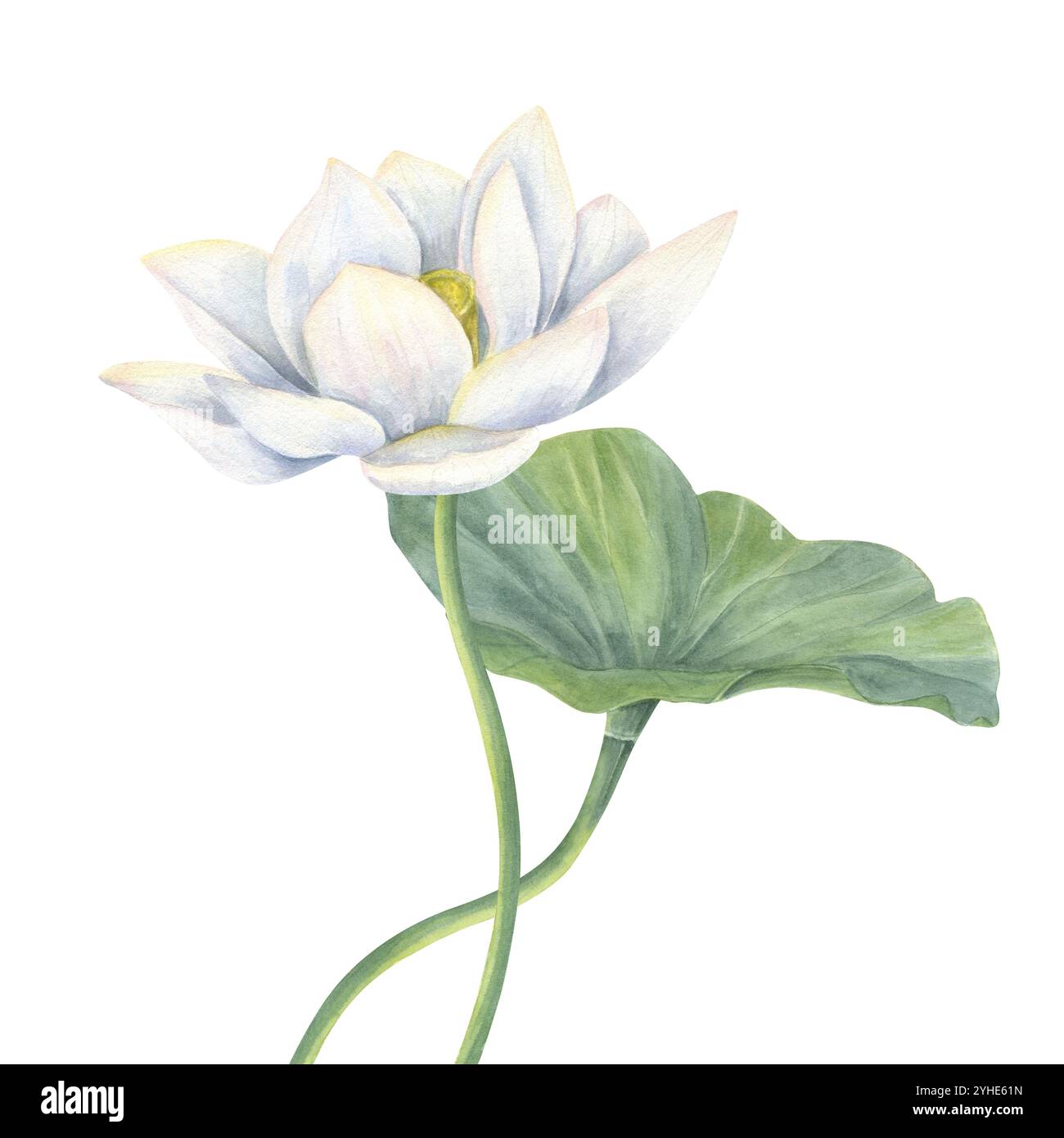 Fleur de Lotus blanc et feuille verte avec des tiges courbées illustration aquarelle. Composition de nénuphar fleuri dessinée à la main pour affiche cosmétique naturelle Banque D'Images