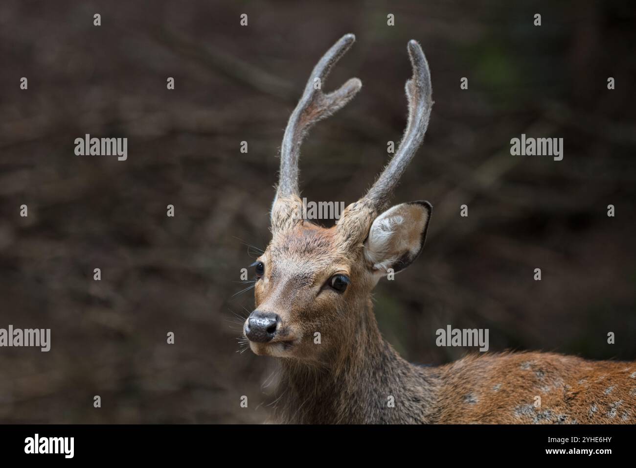 Chamois chèvre alpine dans le parc animalier de Merlet. Chamonix, France Banque D'Images