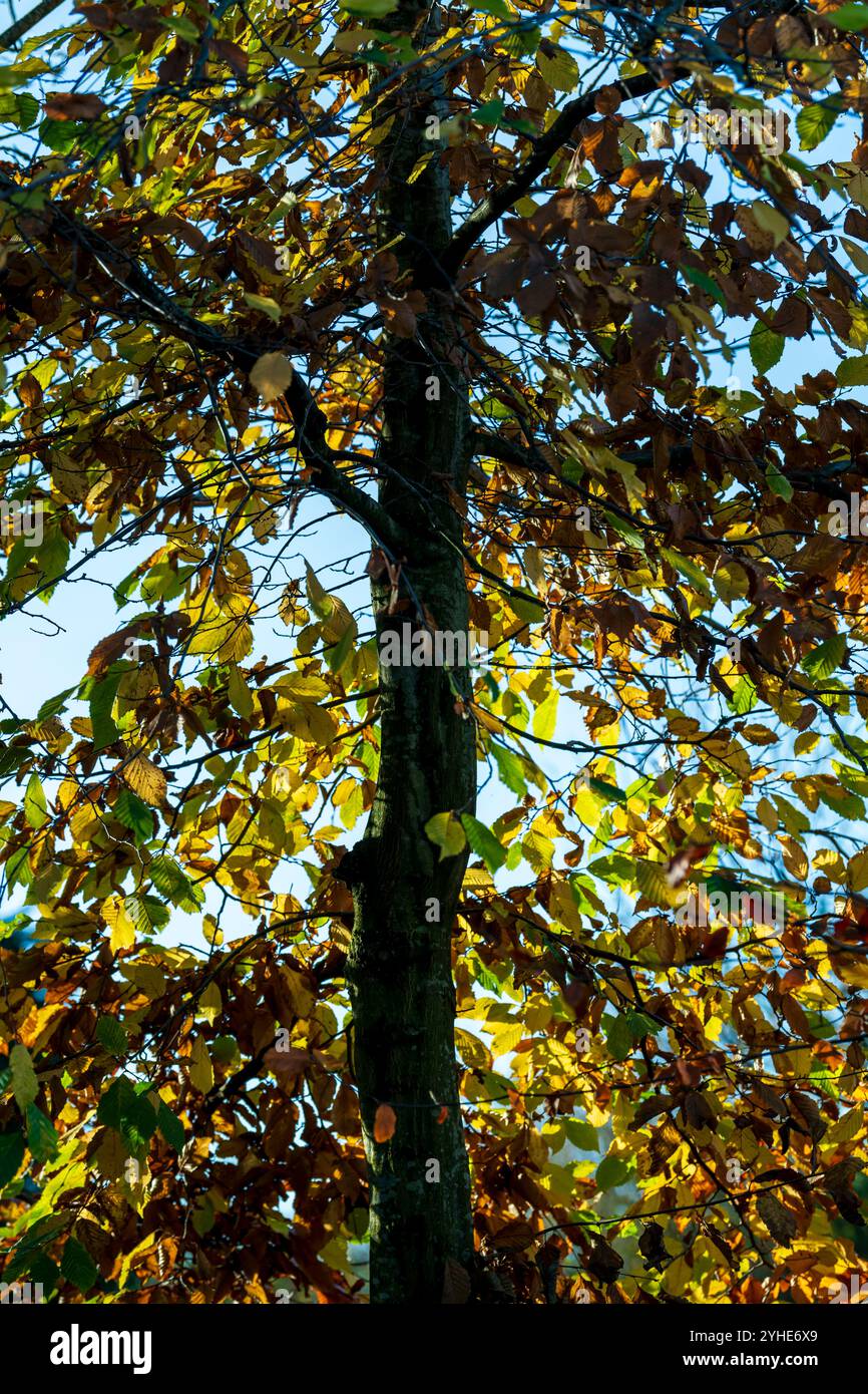 Lumière du soleil d'automne à travers un arbre Banque D'Images